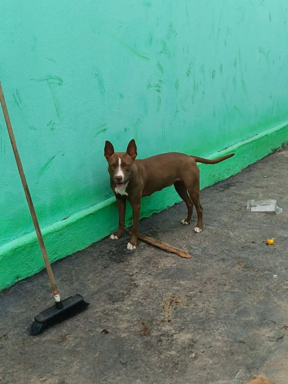 Filhotes Pit Bull  - Foto 2