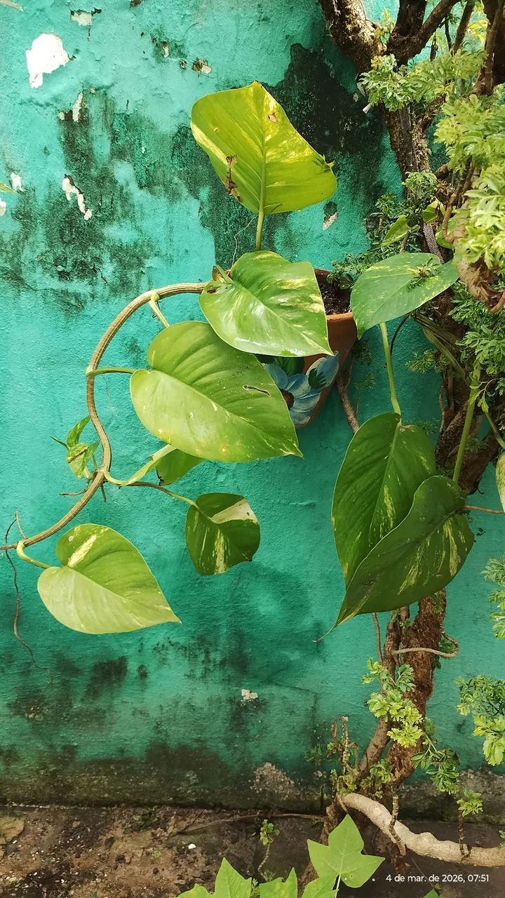 plantas  - Foto 6