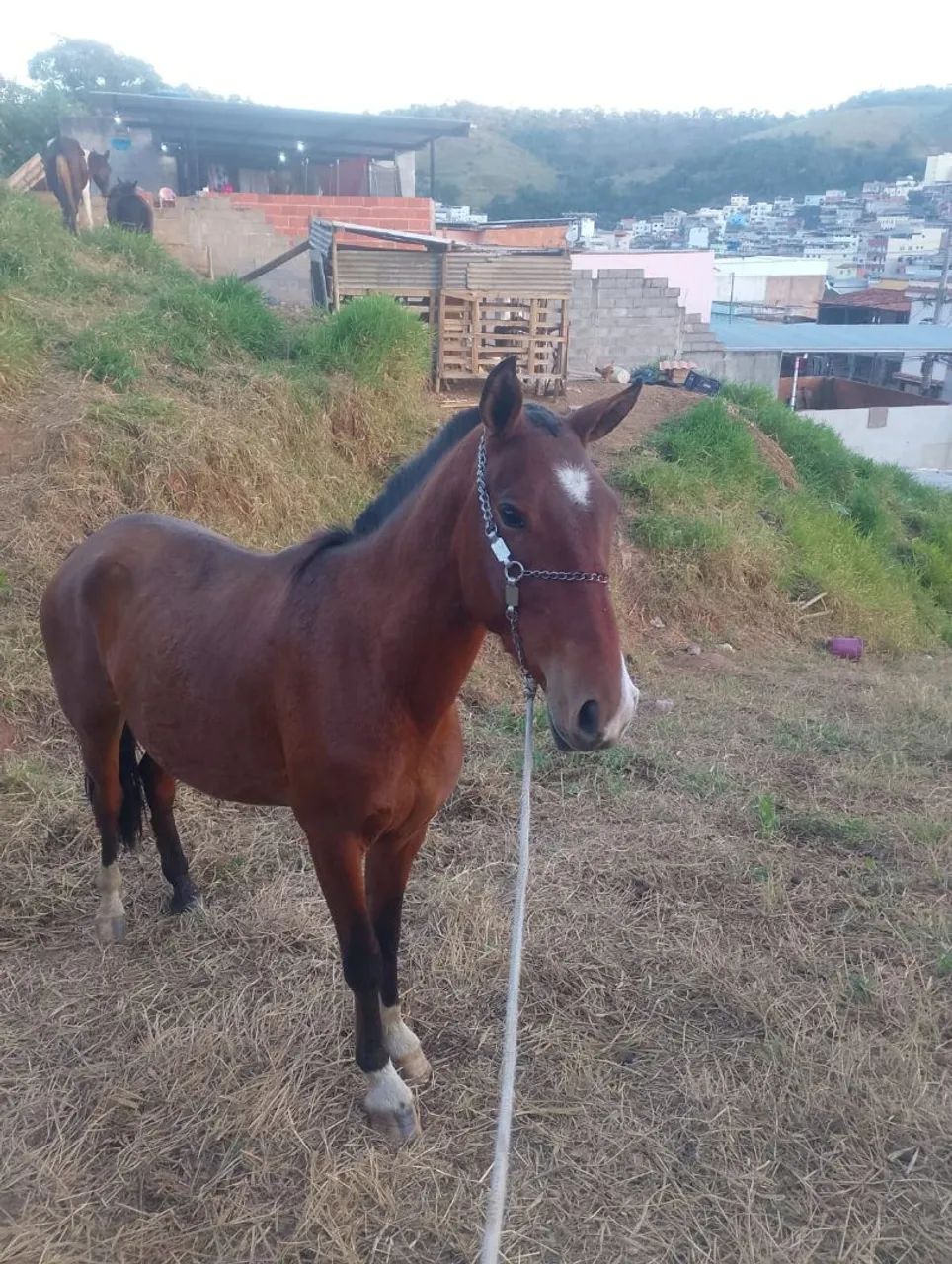 Potro - Foto 2