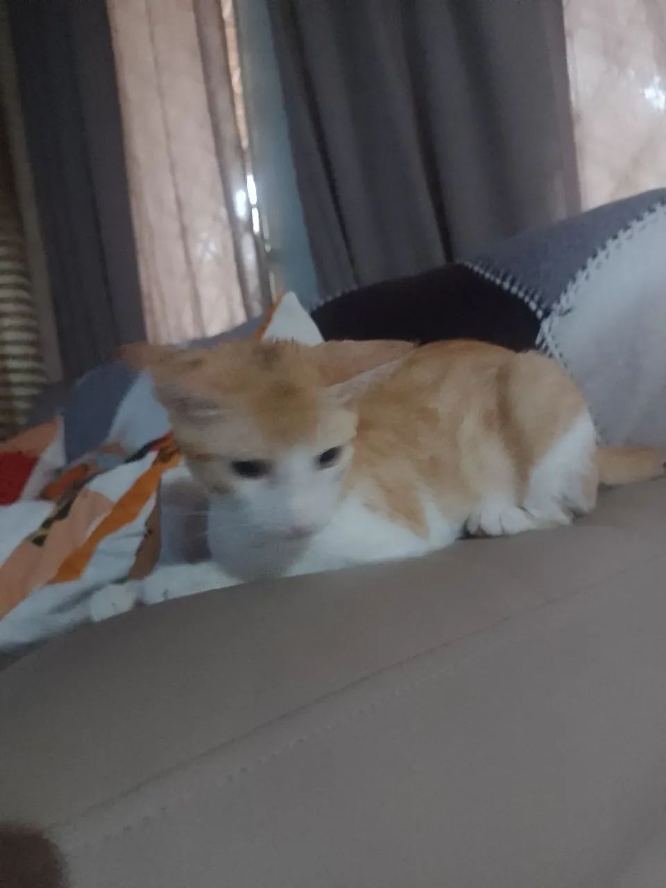Gato Macho Amarelo e branco. - Foto 2