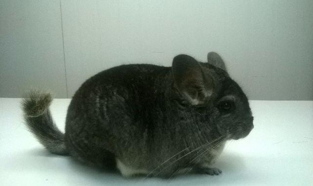 Chinchila - Foto 3