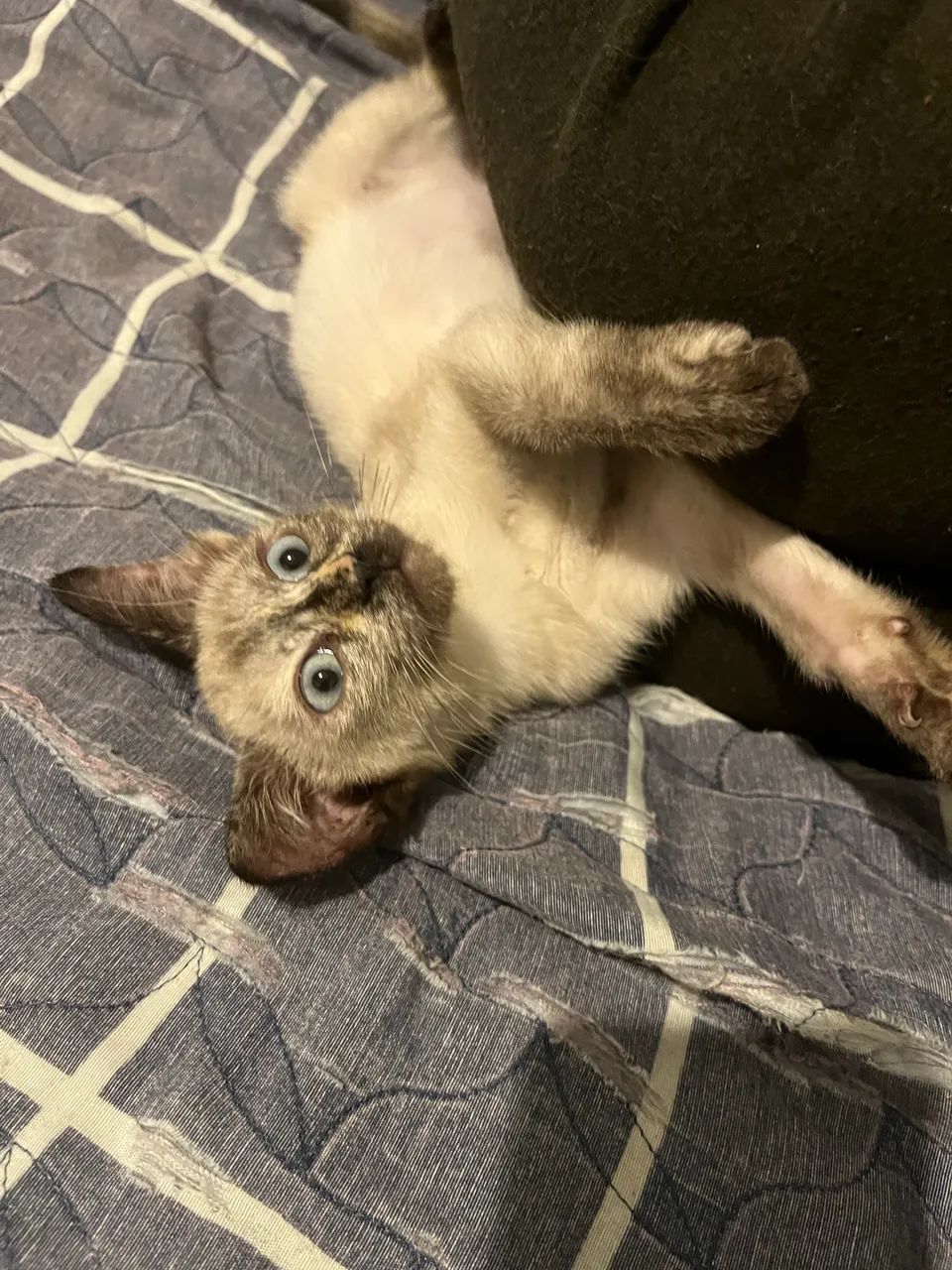 Gatinha pra doação  - Foto 2