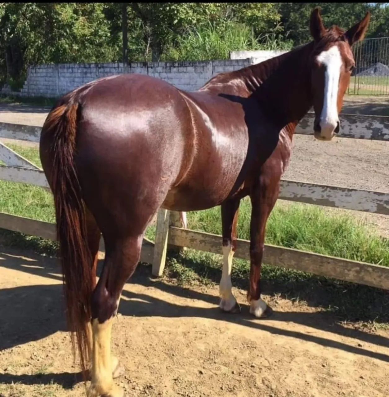 Égua Mangalarga Paulista Registrada  - Foto 3