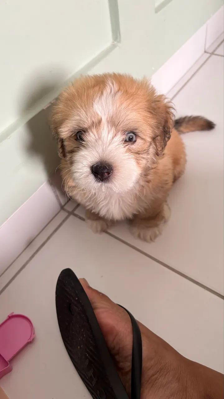 Filhote de poodle com shitzu