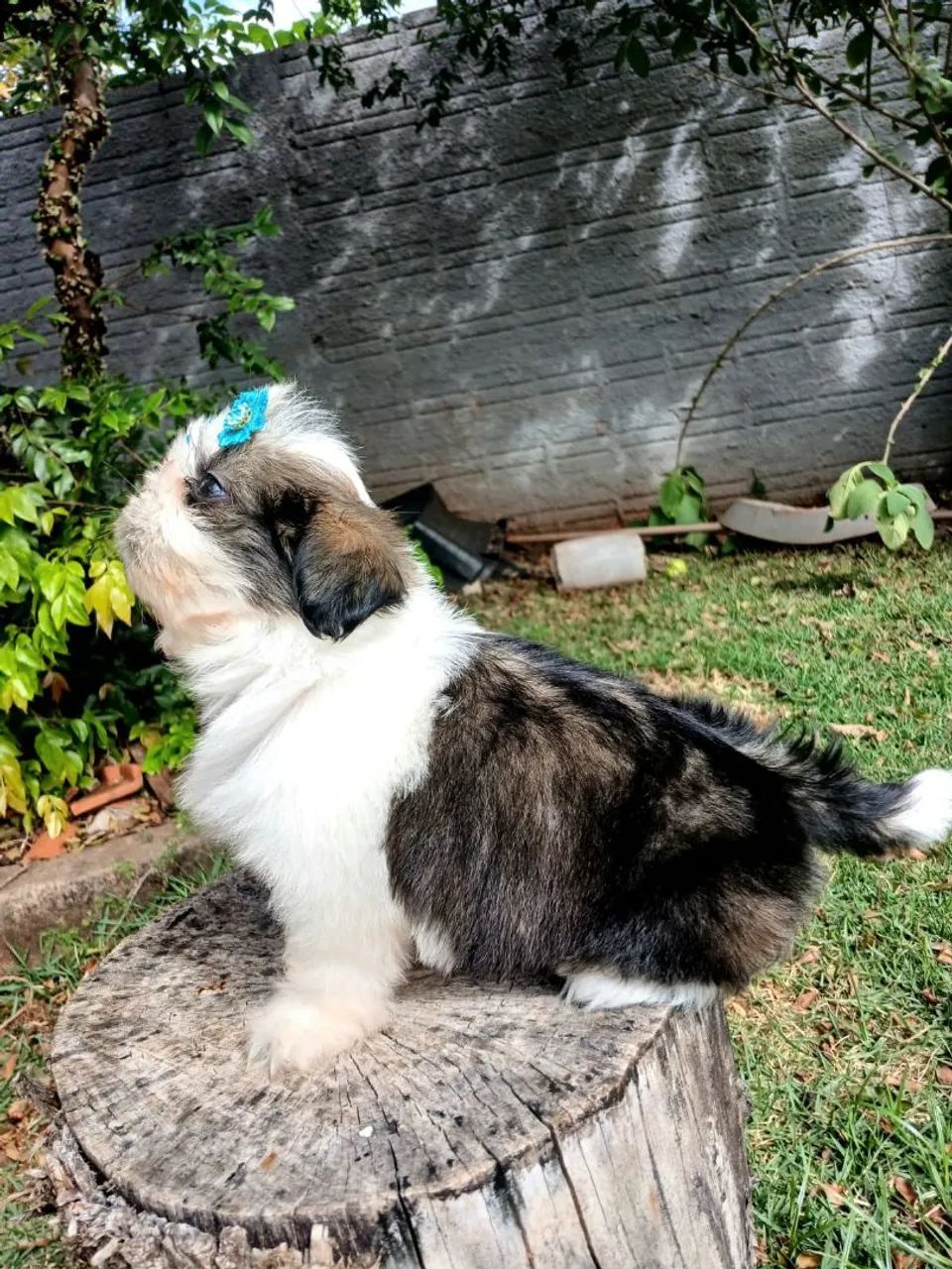 SHIH TZU FÊMEA  - Foto 6