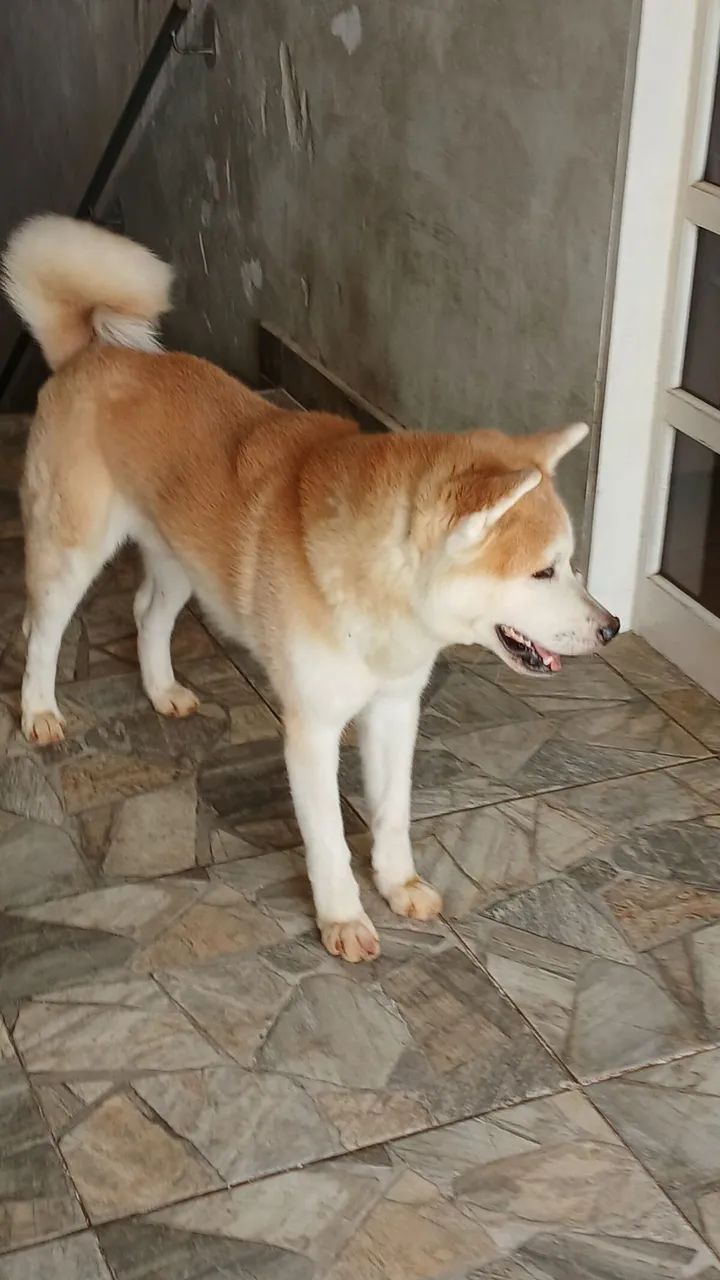 Akita 