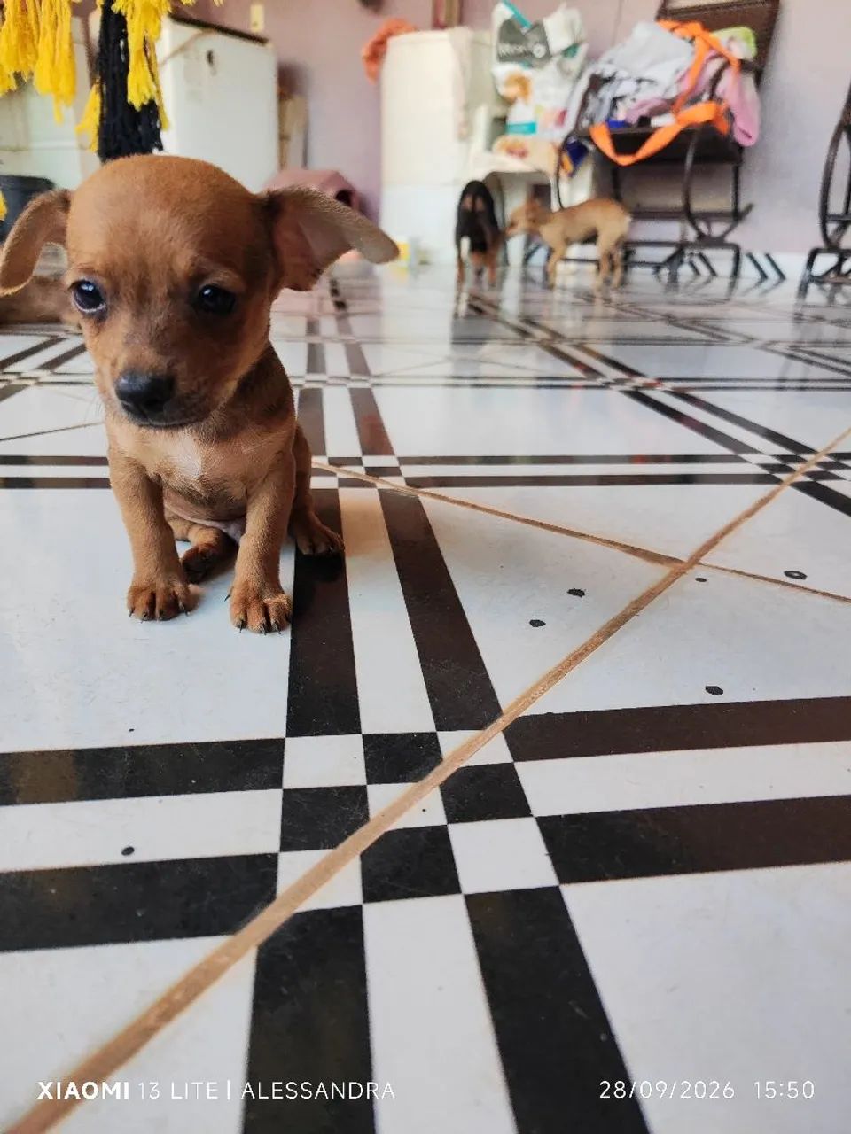 Pinscher  - Foto 2
