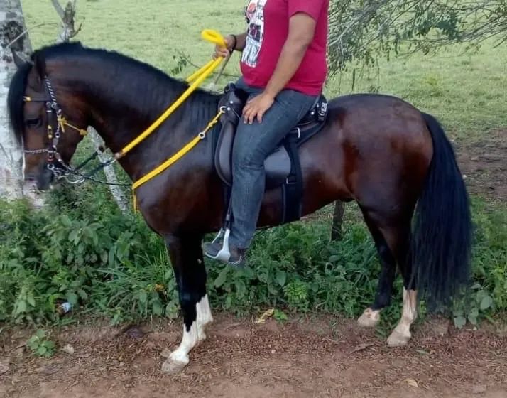 Mangalarga marchador 