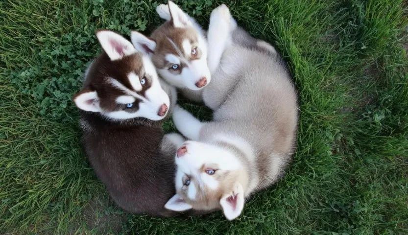 Husky siberiano lindos e ativos