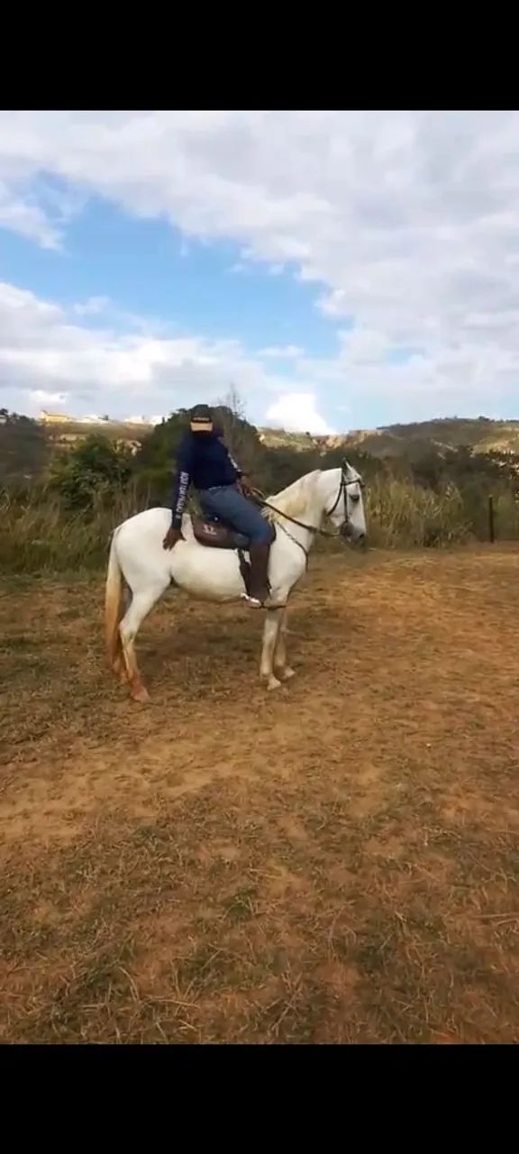 Cavalo  - Foto 2