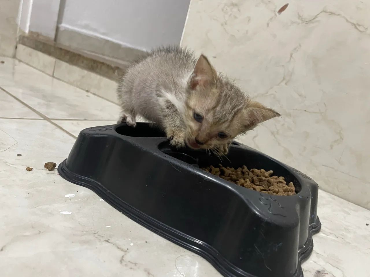 Doação de gatinho  - Foto 2