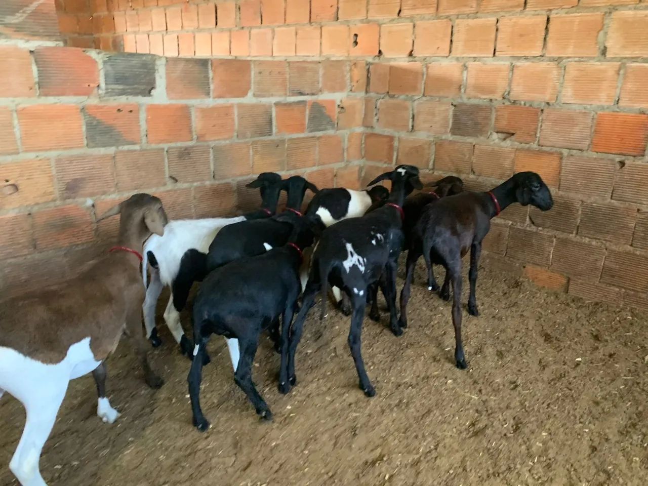 Borrega  - Foto 5