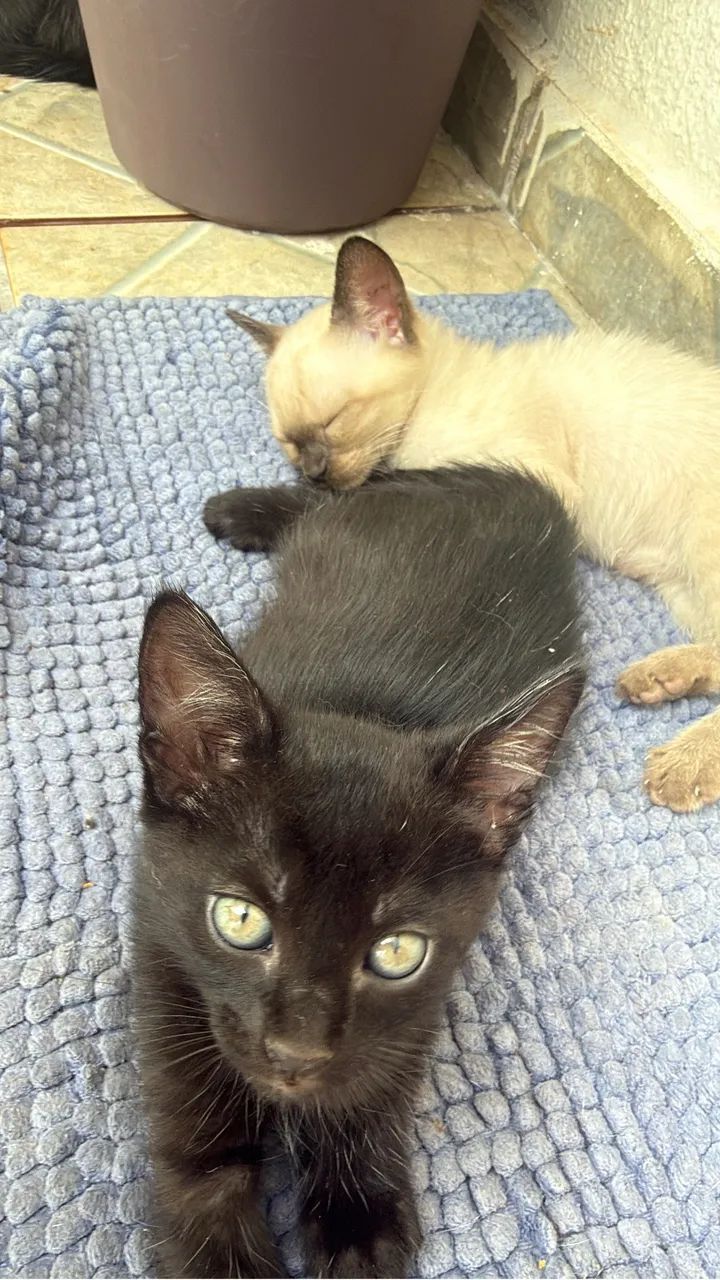 Gatos doação 