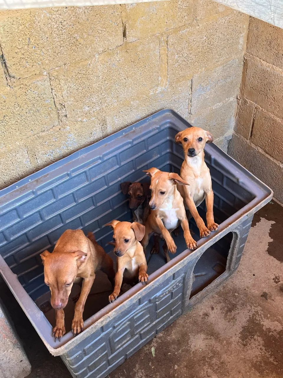 Pinscher 