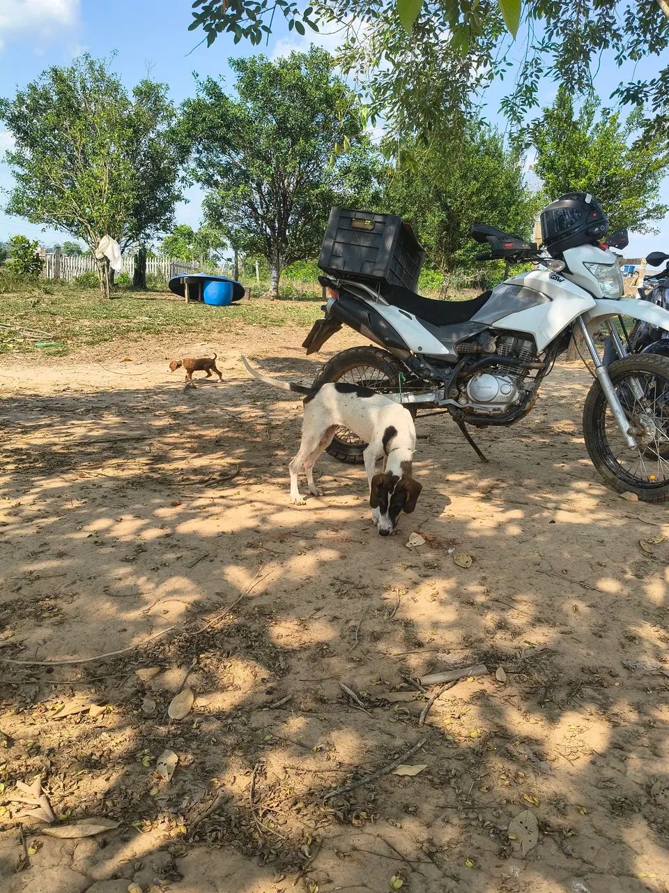 Cachorra americana - Foto 2