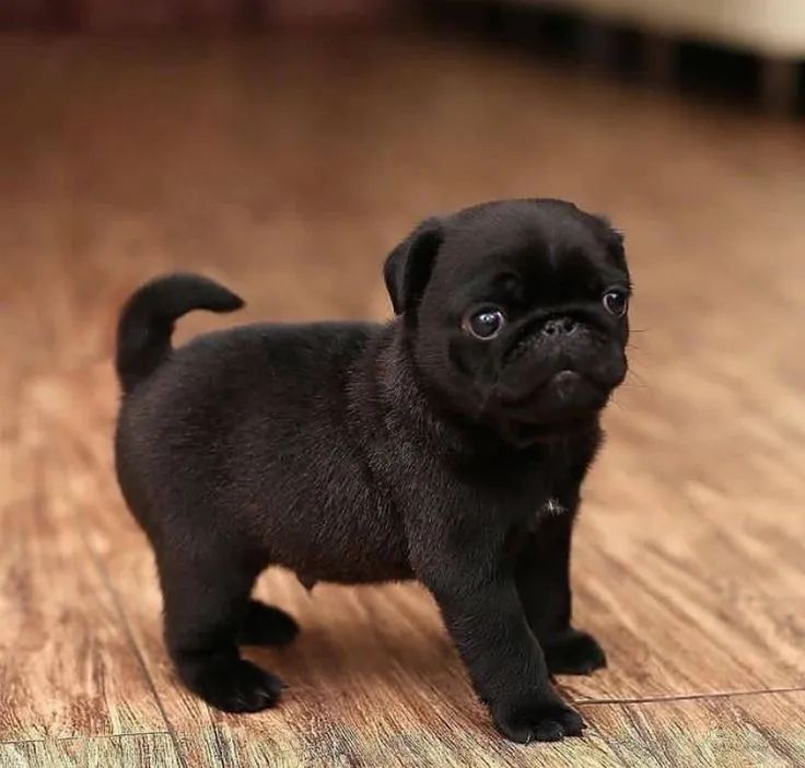 Pug amoroso
