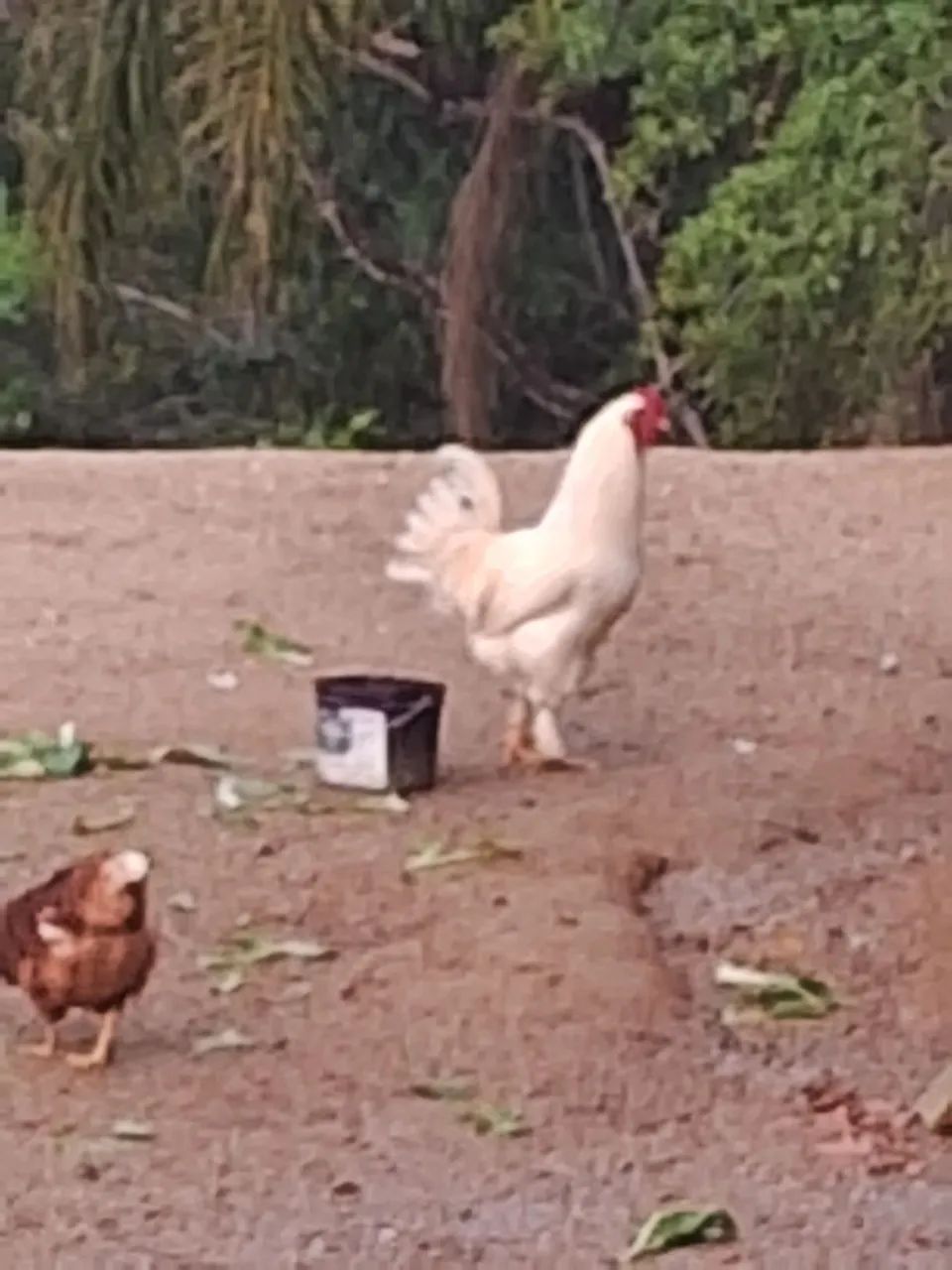 Galo Brahma - Foto 3