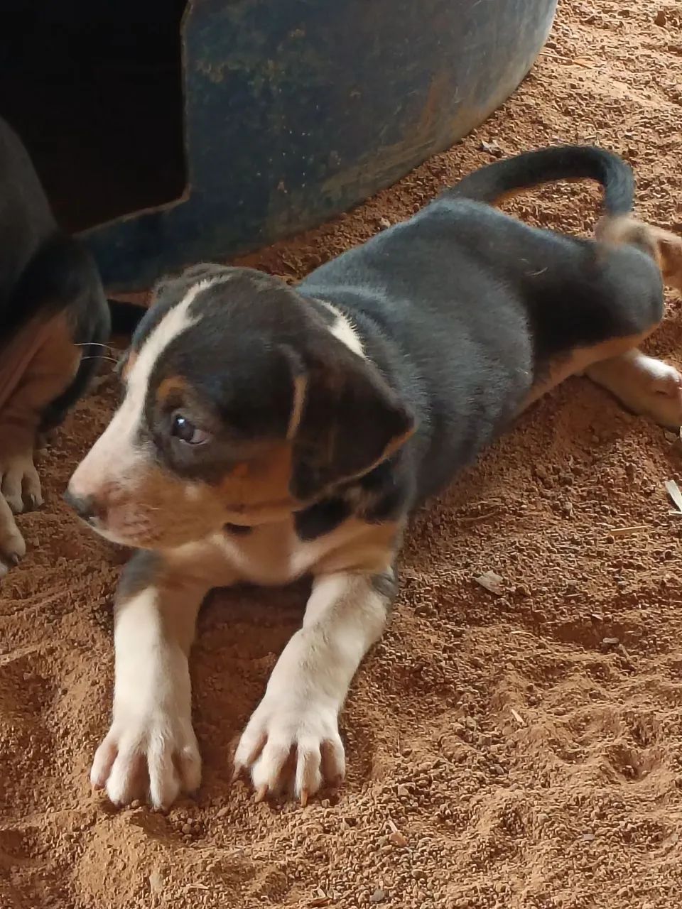 Filhotes de Cachorro  - Foto 4