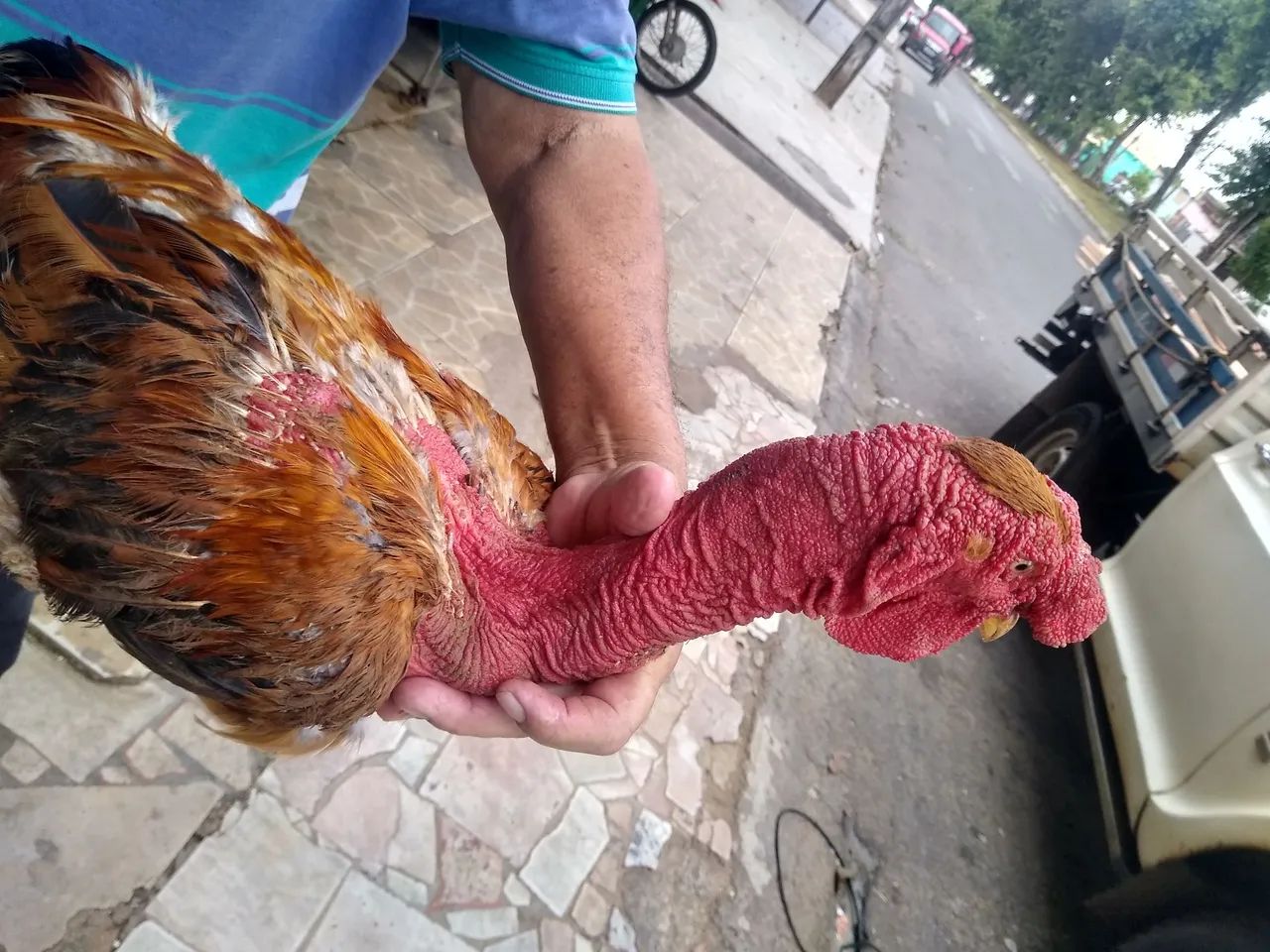 Galo polaco