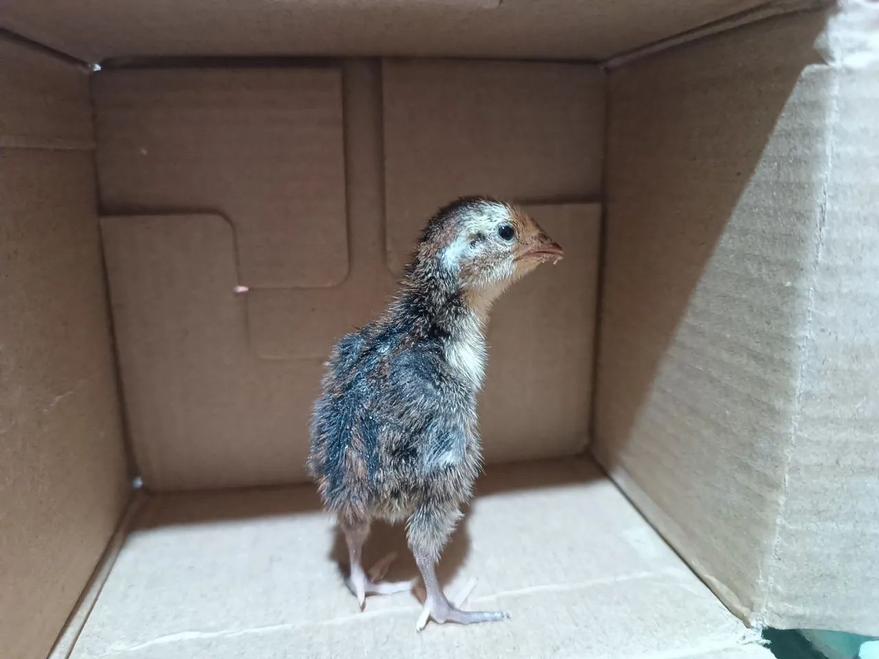 Pintinho de codorna gigante  - Foto 3