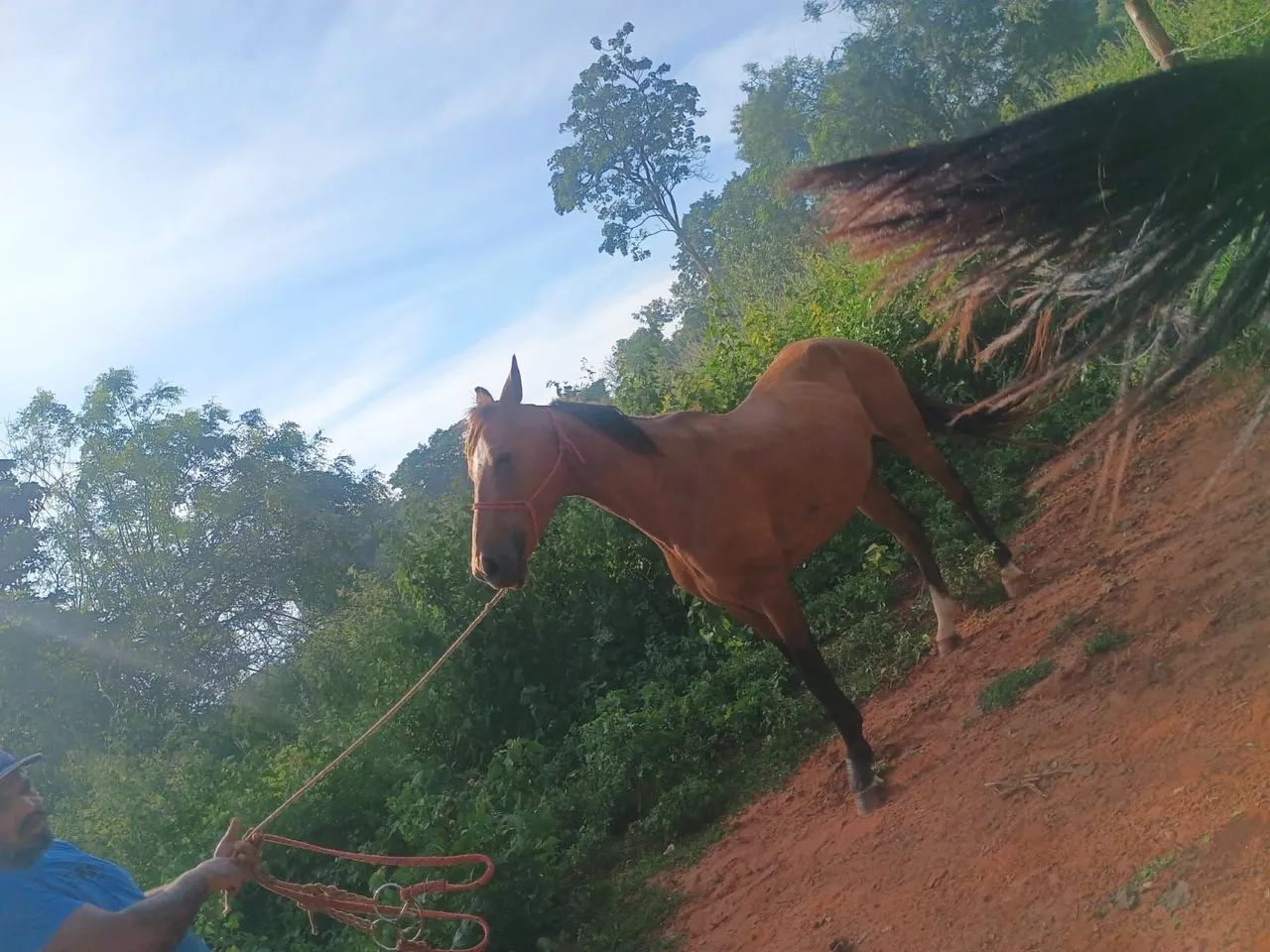 Vende-se cavalo manga larga manço de bebe domado de cela barato - Foto 3