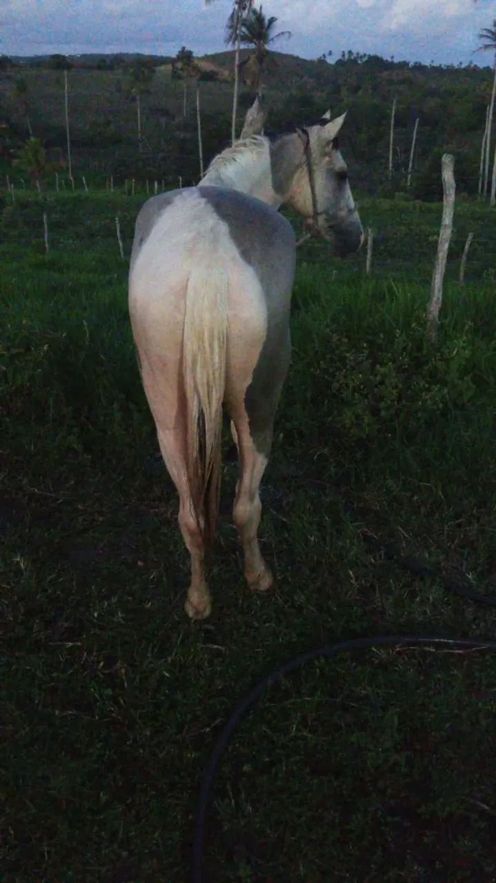 Pordo - Foto 3