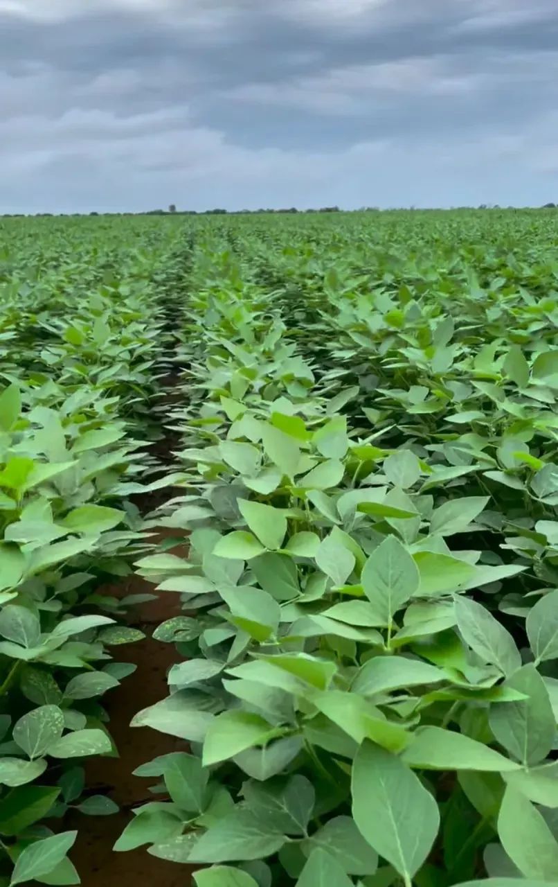 Vendo Fazenda no Tocantins , Oportunidade!!! - Foto 5