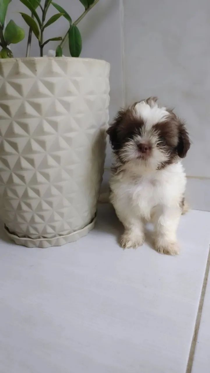 shih tzu fígado padrão  - Foto 2