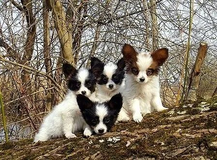 Papillon Filhotes