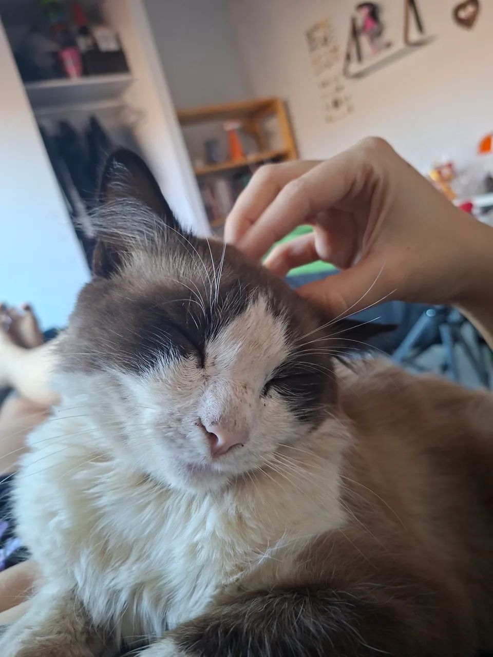 Gato macho não Castrado 
