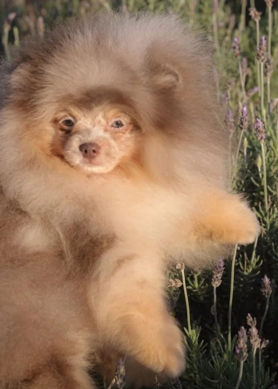 Spitz alemão  - Foto 2