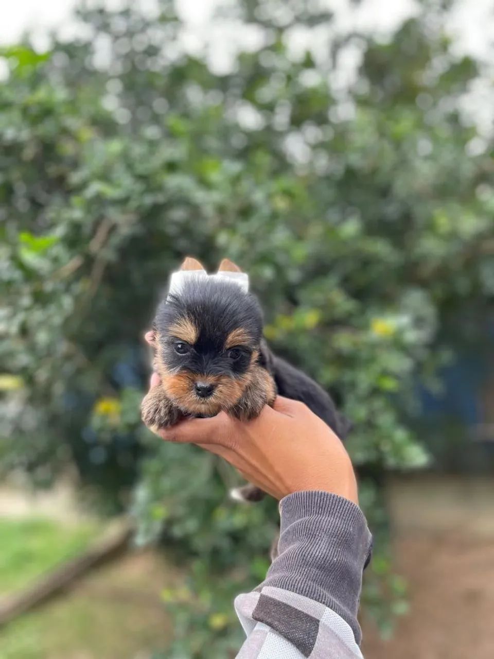 Macho de Yorkshire terrier micro  - Foto 3