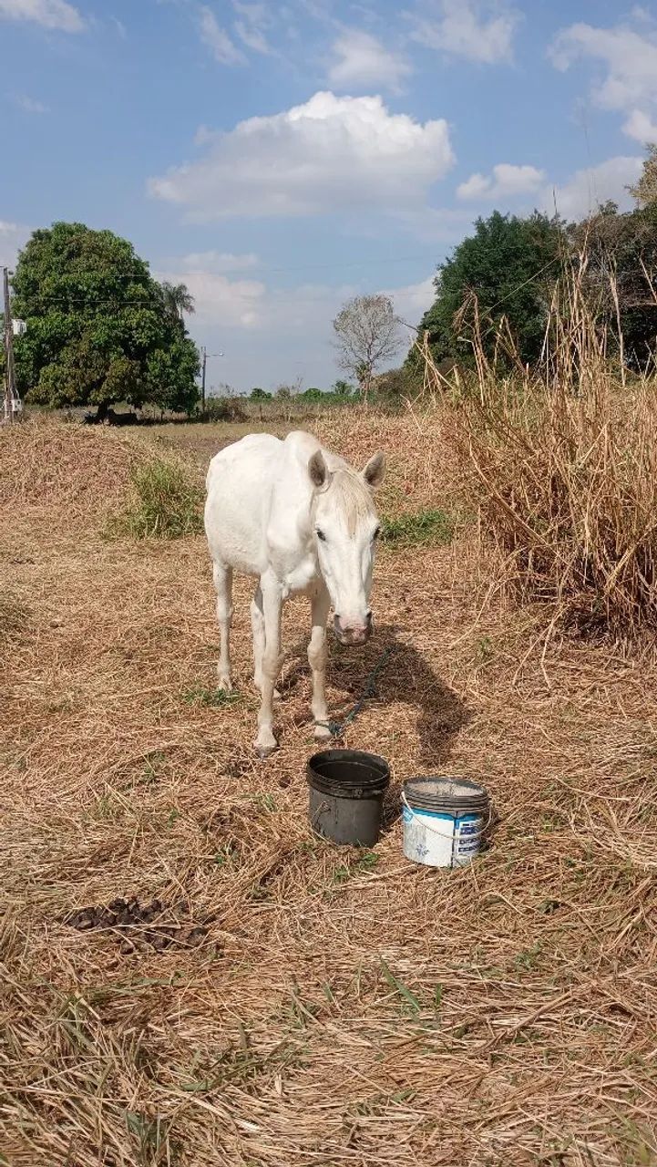 Vendo este cavalo 