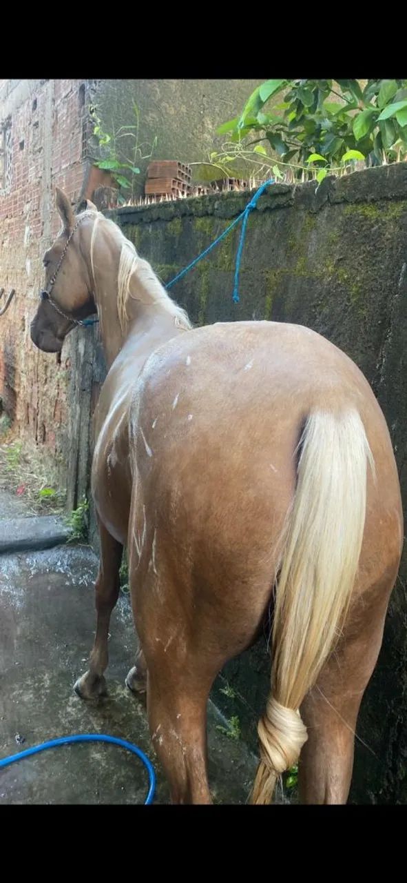 Cavalo