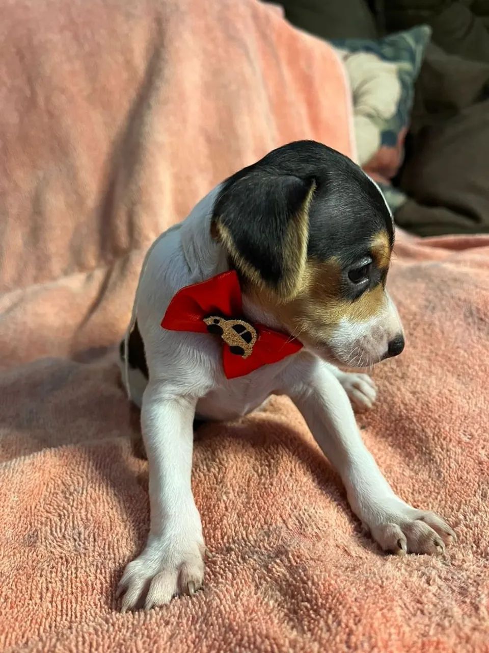 pinscher  - Foto 5