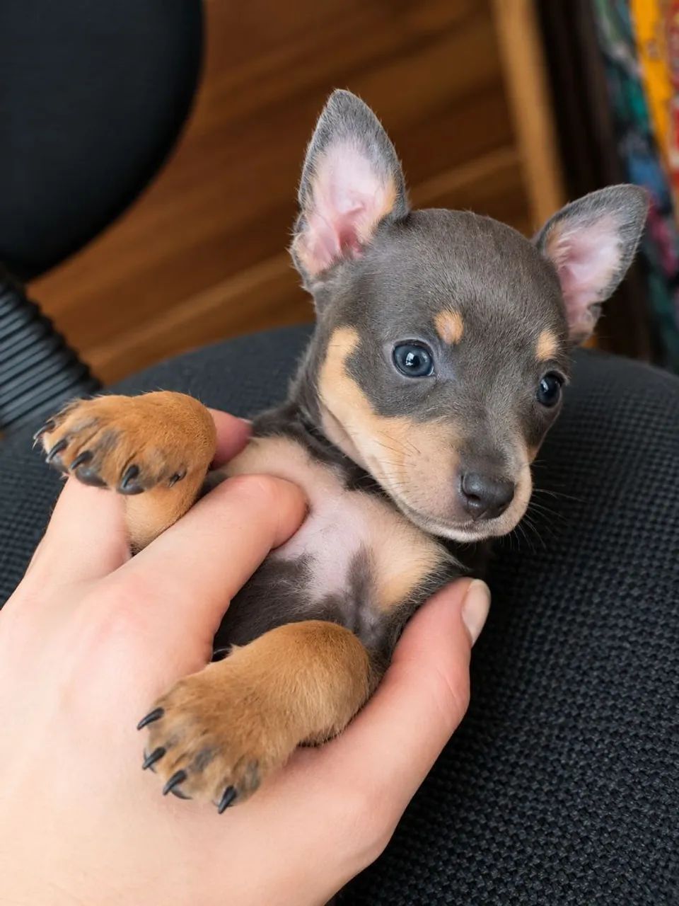 Pinscher Fêmea Blue - Foto 2