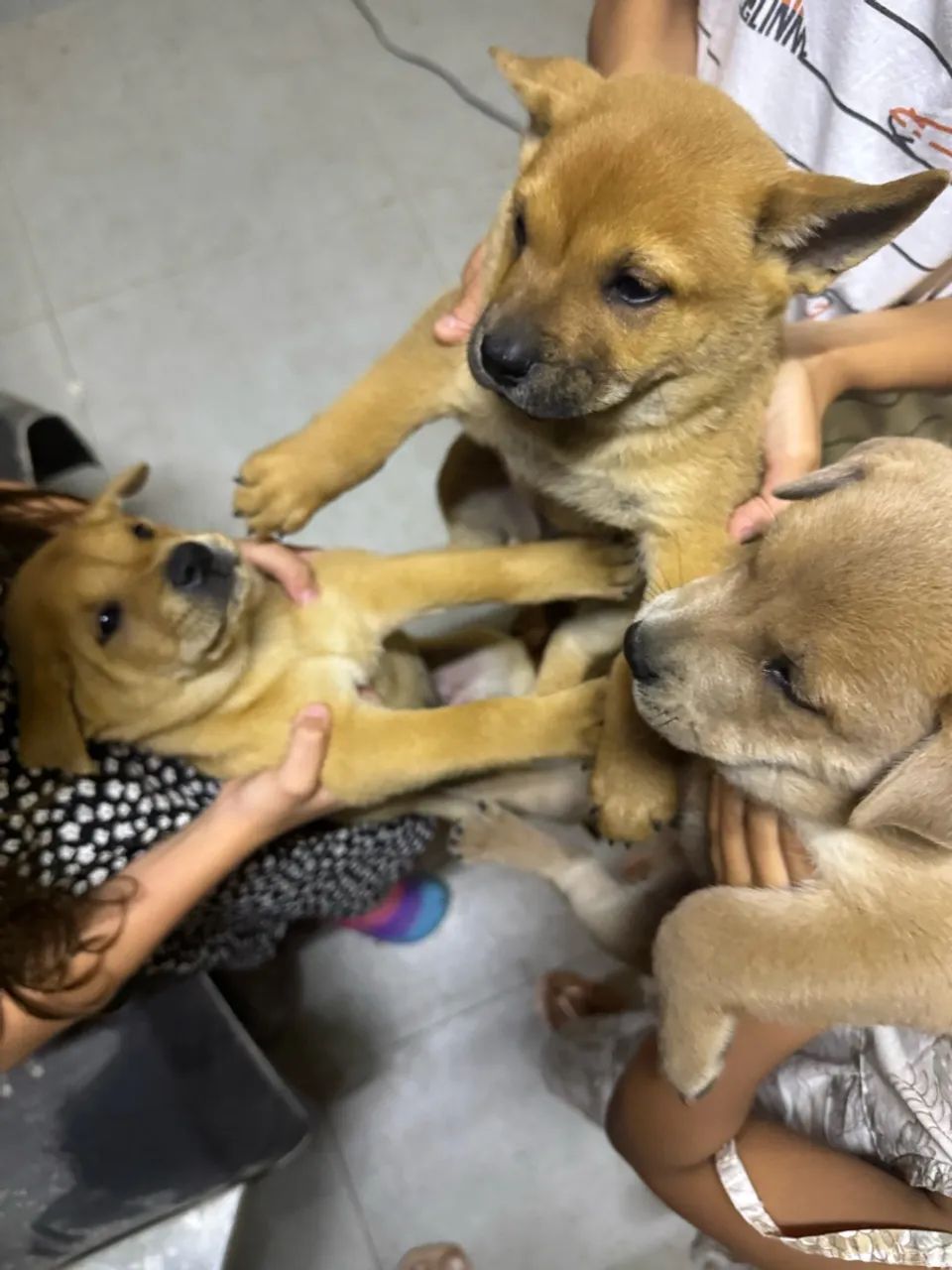 Cachorro chow chow pra vender  - Foto 4