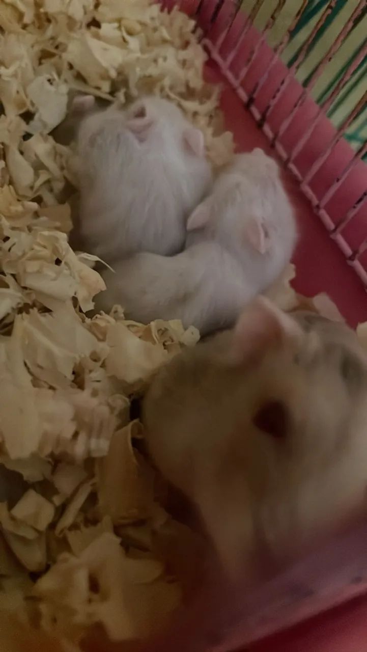Vende se hamster  - Foto 2