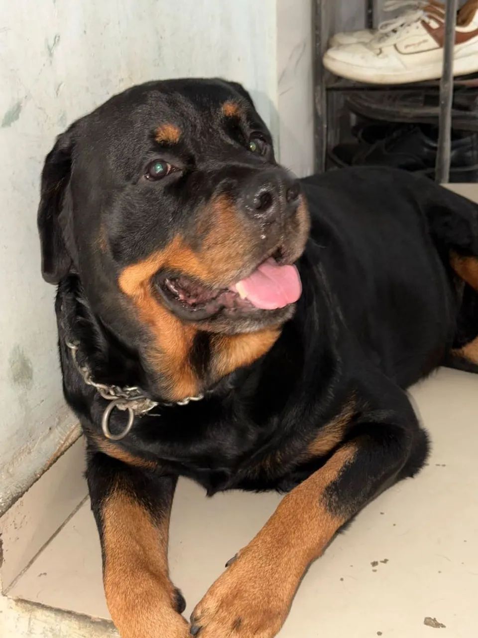 VENDO ROTTWEILER FÊMEA  - Foto 5