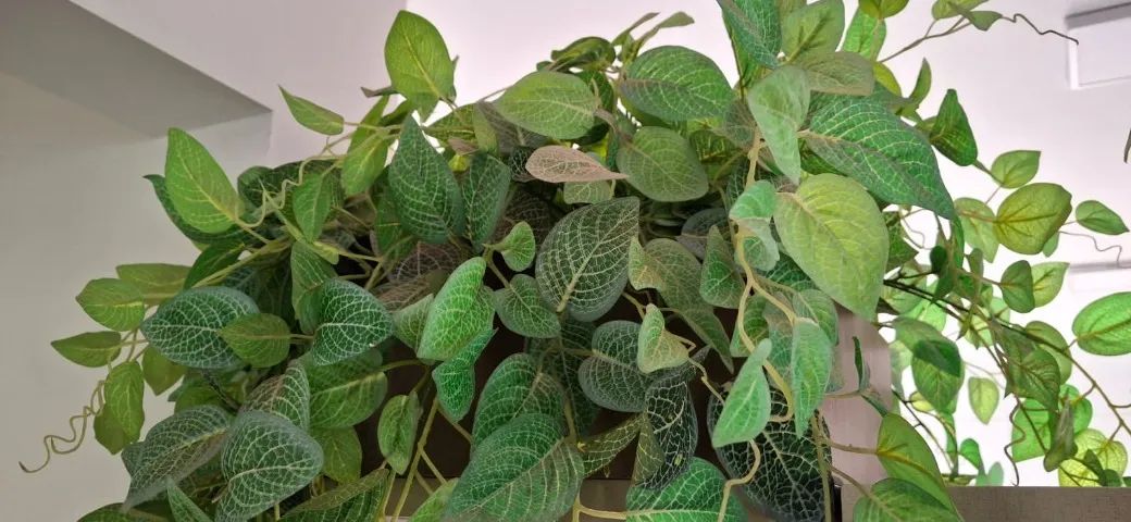 Conjunto com 2 Cachepôs de Madeira e Plantas Permanentes Jiboia - Foto 5