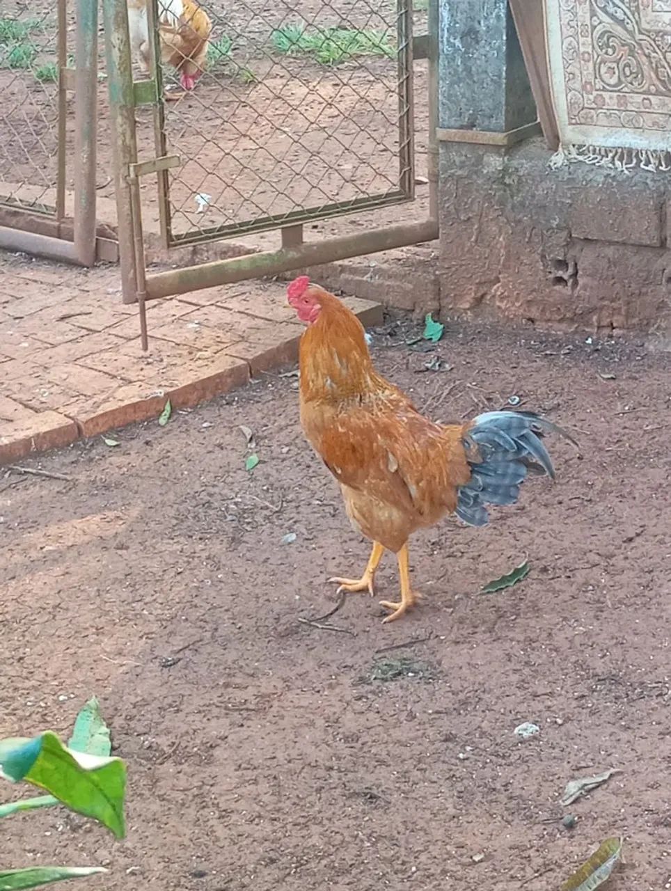Frangos caipira  - Foto 2