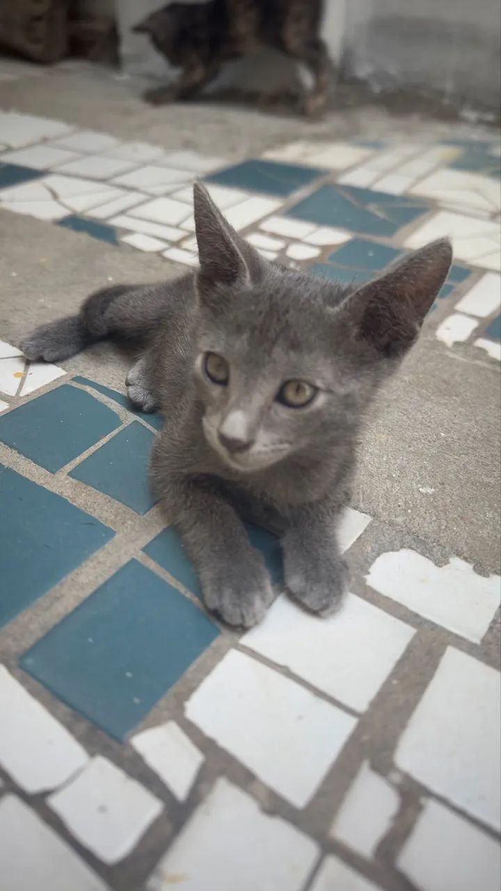 Gatos para adoção!!!  - Foto 6