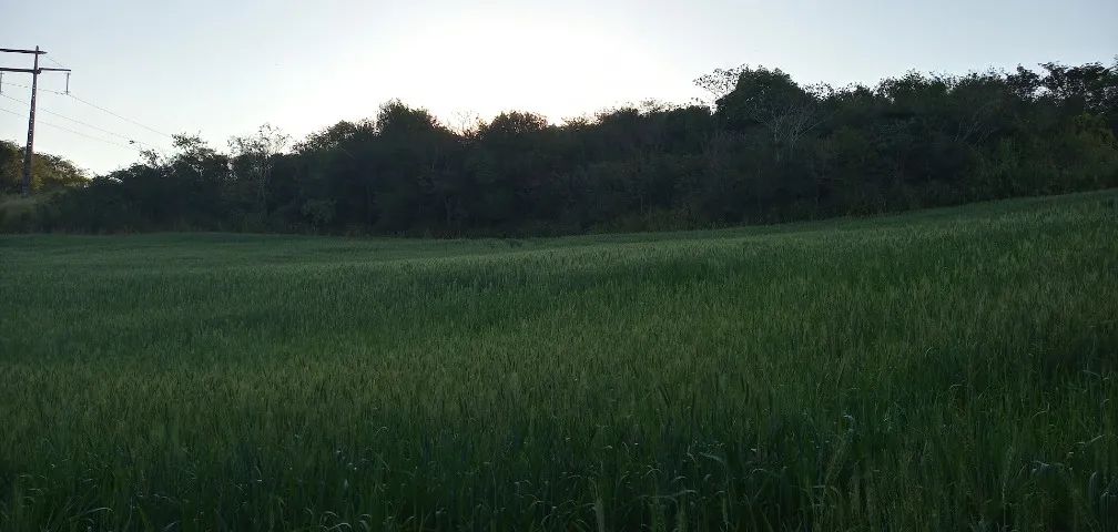 SÍTIO 7,5 ALQUEIRES