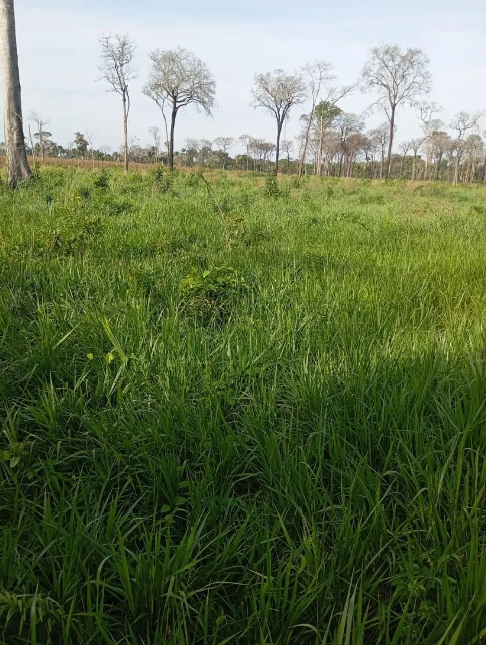 Vende se um lote na região do roxinho município de Iracema  na tronco 600 metro pro asfalt