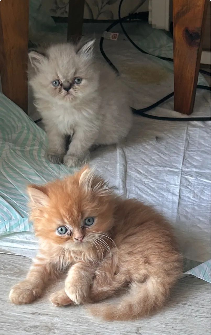 Gatinhos persa