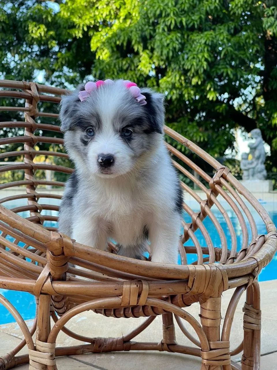 Collie Blu merle  - Foto 2