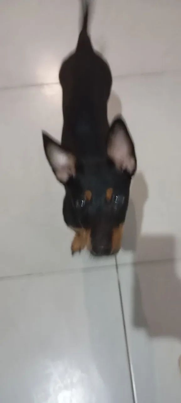 Estou doando essa cachorrinha de 7 meses 