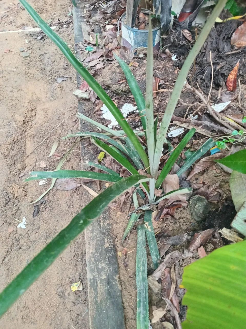 Mudas de abacaxi 