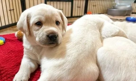 Labrador Belos Filhotes. 