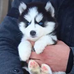 Pomsky 